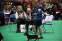 Crufts2011_2 954